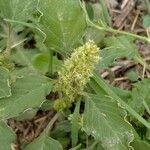 Amaranthus retroflexus Fruit