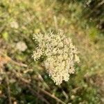 Seseli annuum Blüte