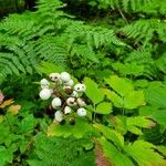 Actaea pachypoda 果實