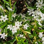 Myoporum parvifolium Flower