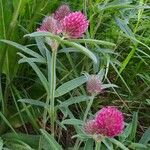 Trifolium alpestre Pokrój