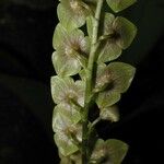 Stelis superbiens Bloem