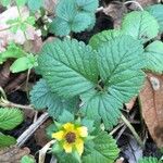 Potentilla indica برگ