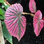 Begonia brevirimosa Habit