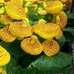 Calceolaria integrifoliaÕis