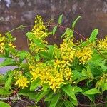 Tristellateia australasiae Flor