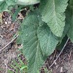 Salvia pratensis Leaf