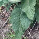 Salvia pratensis Blatt