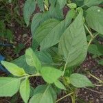 Physalis longifolia Leaf