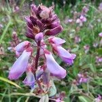 Desmodium intortum Blüte