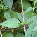 Melampyrum catalaunicum List