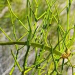 Senna aphylla Fruit