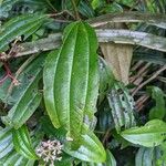 Miconia ciliata Blad