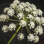 Angelica lineariloba Flor