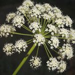 Angelica lineariloba ᱵᱟᱦᱟ