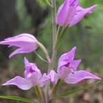 Cephalanthera rubra 花