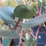 Rhododendron brassii Blad