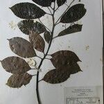 Cinnamomum glanduliferum Otro