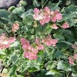 Rumex vesicarius Flower