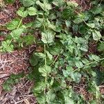 Urtica morifolia Leaf