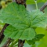 Ribes rubrum Leaf