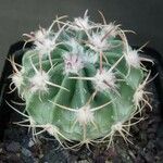 Echinocactus texensis 葉