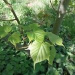 Acer capillipes List