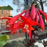 Fuchsia triphylla Цветок