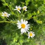 Anthemis cotulaFlor