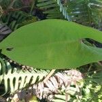 Ipomoea tiliacea Leaf