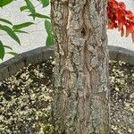 Erythrina crista-galli Schors