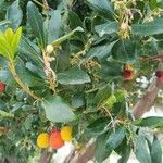 Arbutus canariensis Fruit