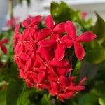 Ixora chinensis Blüte