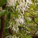 Chionanthus retusus Blüte