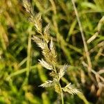 Enneapogon cenchroides Flor