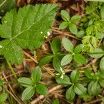 Galium rotundifolium Φύλλο