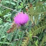Cirsium palustre Flower