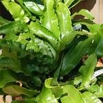 Pteris cretica Habitus