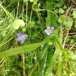 Wahlenbergia hederacea Flor