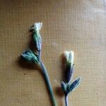 Myosotis minutiflora Mosusu