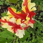 Tulipa agenensis Blüte