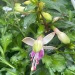 Fuchsia × standishii Blüte