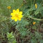 Cosmos sulphureus 花