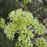 Petrosedum sediforme Kwiat