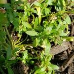 Iberis umbellata Leaf