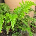 Polystichum braunii Leaf