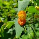 Impatiens capensis Flower