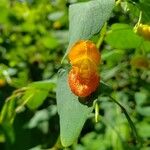 Impatiens capensis Flower