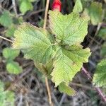 Rubus camptostachys 葉