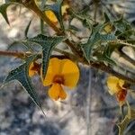 Podolobium ilicifolium Flor